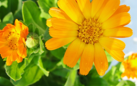 Yellow Calendula - nature, flowers, yellow flowers, yellow