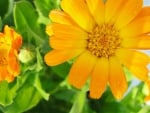 Yellow Calendula