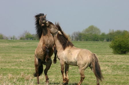 FIGHTING HORSES - horses, fighting, animals, fields, nature