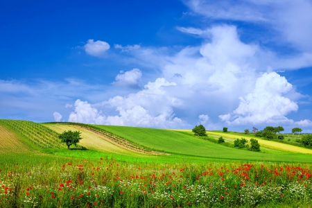 Summer field - sky, freshness, landscape, greenery, summer, meadow, field, lovely, pretty, beautiful, poppies, grass