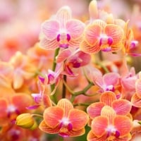 Beautiful orchids