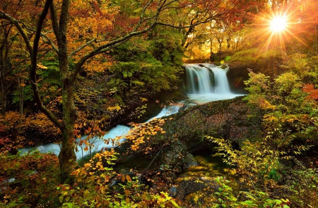 Forest glow - trees, beautiful, creek, slope, sunshine, stream, sunrise, forest, lovely, glow, nature, rays, autumn, foliage, sun