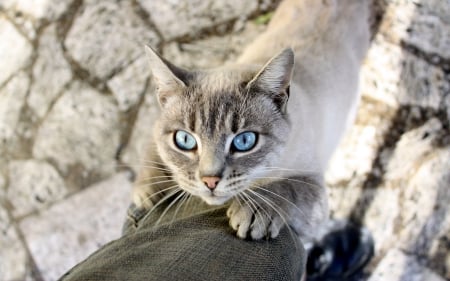 Cat with Light Blue Eyes - cat, animals, leg, cats