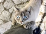 Cat with Light Blue Eyes