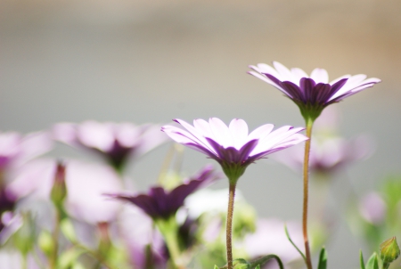 Petals to the sun - flowers, nature, splendor, outdoor, petals, sun