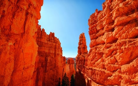 Canyon Walls - trees, canyons, nature, rocks