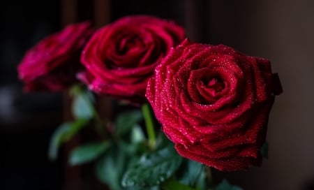 * Wonderful roses * - roses, water drops, wet, wonderful, red roses