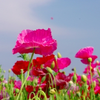 POPPY FIELD