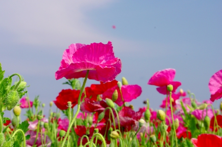 POPPY FIELD - flowers, field, poppy, nature