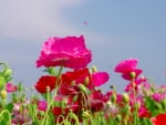 POPPY FIELD