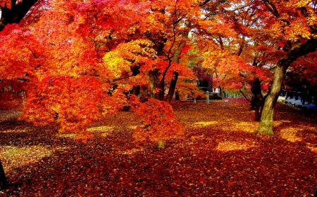 AUTUMN PARK - garden, nature, park, autumn