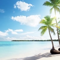 Beach and Palms