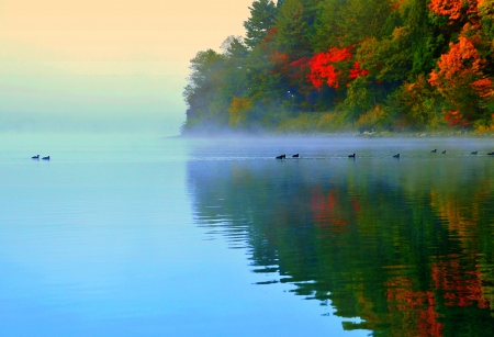 MISTY LAKE - nature, lake, mist, birds