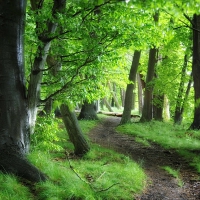 Green Forest Path