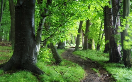 Green Forest Path - nature, forests, path, trees