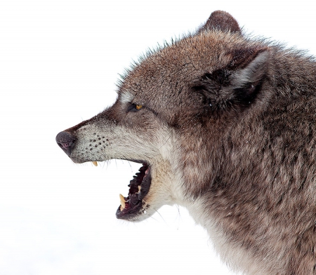 The Loner - canislupus, wallpaper, black, wolf, wolves, white, wisdom, wolf art, timber, howling, saying