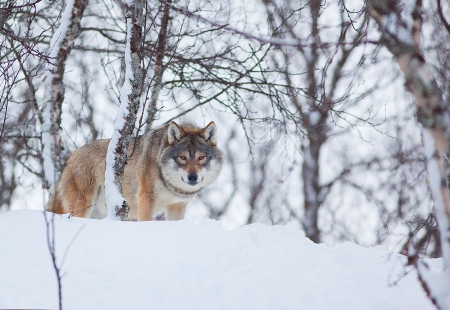 Snow wolf - saying, wolf, howling, wolves, black, white, wisdom, wolf art, timber, canislupus, wallpaper