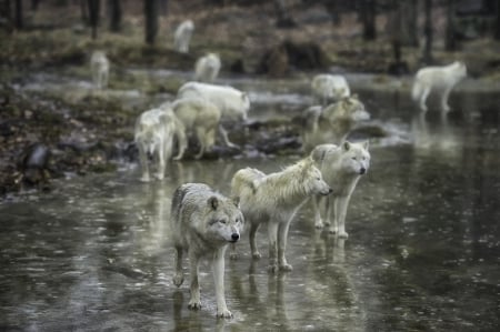 The Pack - canislupus, wallpaper, black, wolf, wolves, white, wisdom, wolf art, timber, howling, saying