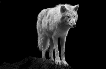 wounded wolf - canislupus, wallpaper, black, wolf, wolves, white, wisdom, wolf art, timber, howling, saying