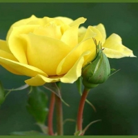 Beautiful Yellow Rose