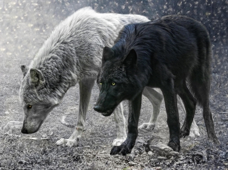 ivory and ebony - canislupus, wallpaper, black, wolf, wolves, white, wisdom, wolf art, timber, howling, saying