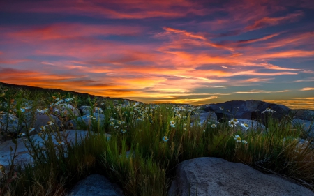 Sunset - nature, flowers, sunset, clouds