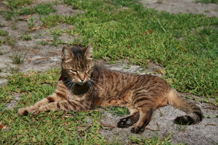 Charlie - cat, tabby, stripes, animals