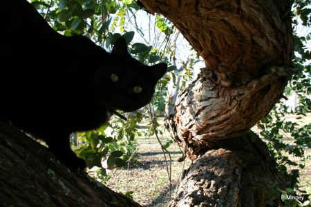 Bubba Boo Boo - black, anumals, tree, cat