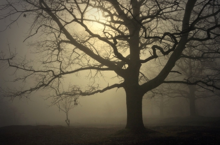 Fog - big, fog, cool, tree