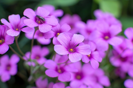 Purple - flowers, lovely, purple, amazing