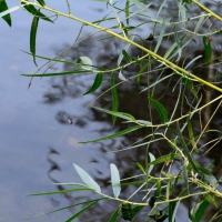 Lake Reflections