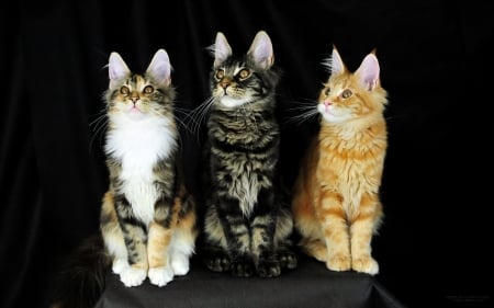 Maine Coon Cats - maine, coon, cat, animals