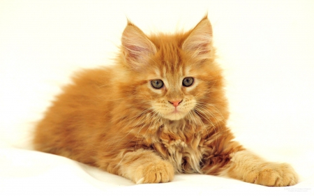 Maine Coon Cat - maine, coon, cat, kitten