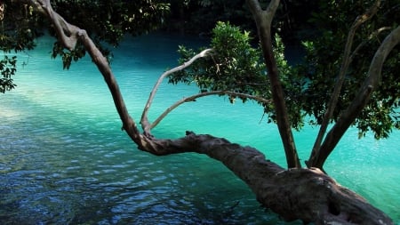 Tree Branch over Water - nature, lake, trees, blue