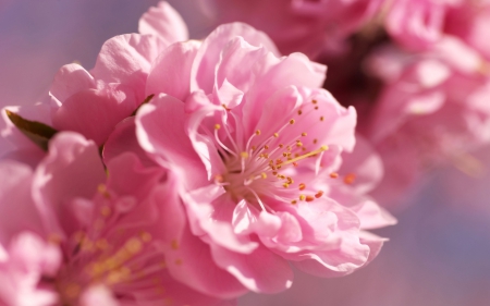 Cherry Blossom - flowers, nature, pink, cherry blossoms