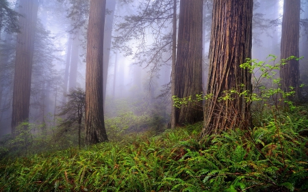 Misty Redwood Forest - nature, forests, trees, mists, fog, redwoods