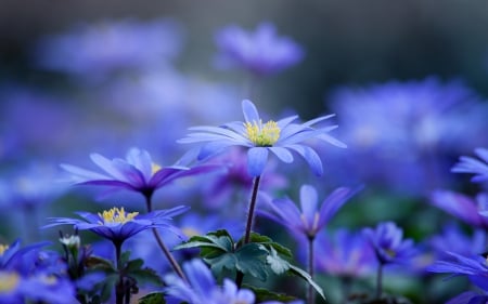 Grecian Wind Flowers - nature, purple, flowers, grecian wind