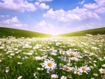 Field of Daisies at Sunrise