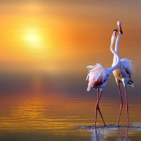 Flamingos at Sunset