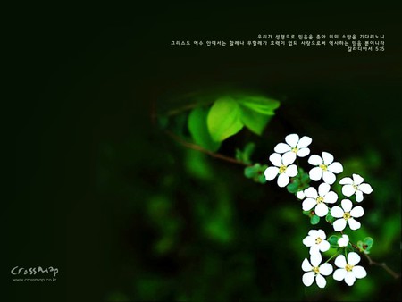 Pure White Flowers - white flowers, chinese writing, green leaves