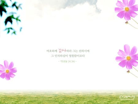 Pink Cosmos - flowers, verse, chinese writing, grass, leaves