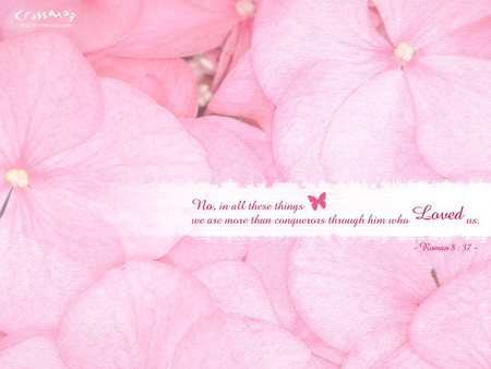 Pink Hydraneas - bible verse, soft pink flowers