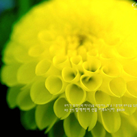 Yellow Tagetes Flower