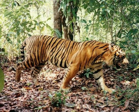 fearless and beautiful - male, hunting, lage tiger