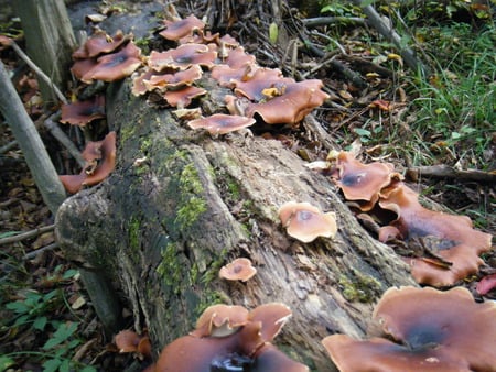 A log going across a river in Pennsylvania - mushrooms, growing on log, beef steak mushroom