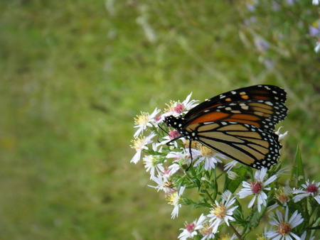 butterfly that visited us everyday in PA - flowers, butterflies, butterfly