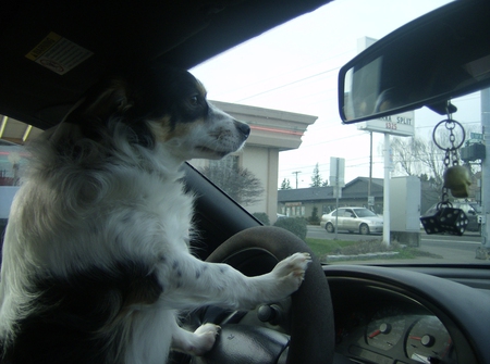 Learing to drive - funny, cute, puppy, car