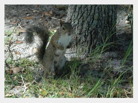 i look better this way - more chips, sweet, 2009, squirrel