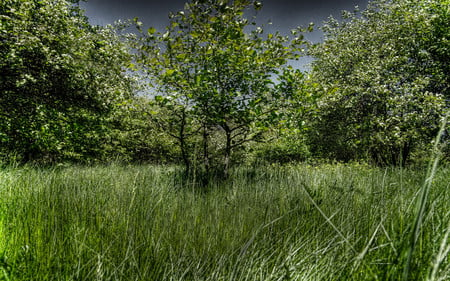 Shiny little tree - nature, trees