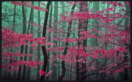 Pink forest - 3d, forests